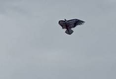 IMG_20211020_161729