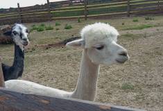 IMG_20250527_093132