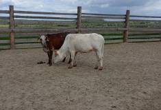 IMG_20250527_104401